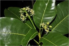 Acronychia pedunculata